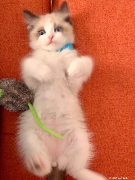 ティッピー–今月のラグドール子猫 