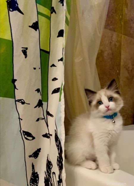 ティッピー–今月のラグドール子猫 
