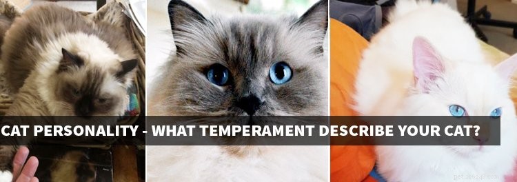 Характеристика кошки Рэгдолл – какие черты и темперамент описывают вашу кошку?