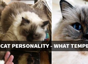 Ragdoll kattenpersoonlijkheid – welke eigenschappen en temperament beschrijven je kat?