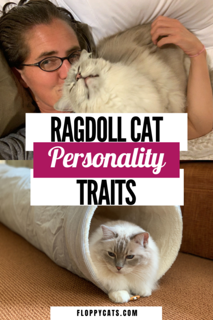 Ragdoll kattenpersoonlijkheid – welke eigenschappen en temperament beschrijven je kat?