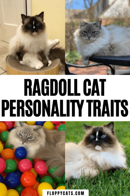 Personalidade do gato Ragdoll – Quais características e temperamento descrevem seu gato?