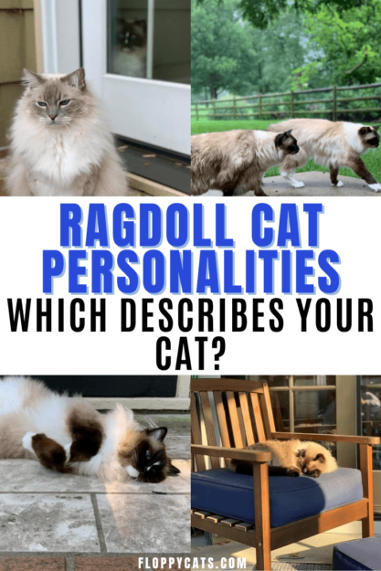 Ragdoll Cat-personlighet – Vilka egenskaper och temperament beskriver din katt?
