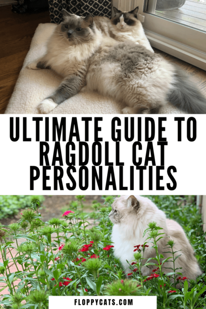 ラグドール猫の性格–あなたの猫を表す特徴と気質は何ですか？ 