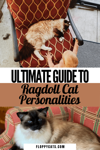 Personalidade do gato Ragdoll – Quais características e temperamento descrevem seu gato?