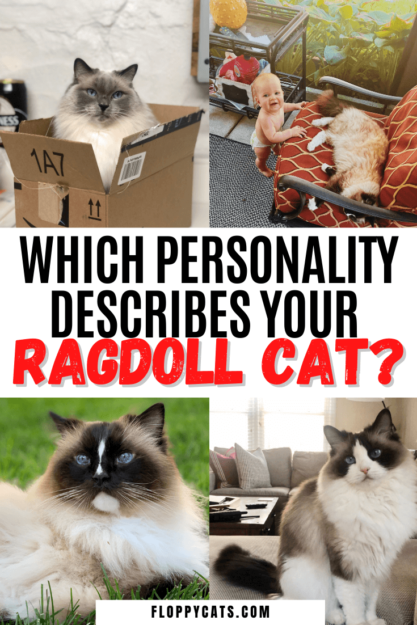 Povaha kočky Ragdoll – jaké vlastnosti a temperament popisují vaši kočku?