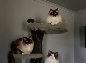 Drie Whiskerteers – Ragdolls of the Week