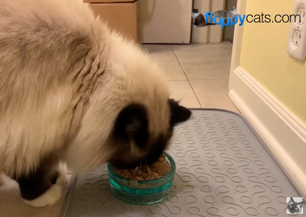 5 způsobů, jak okořenit krmivo pro kočky Ragdoll