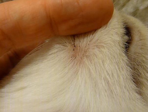 Varför visas svarta fläckar på min katts haka?