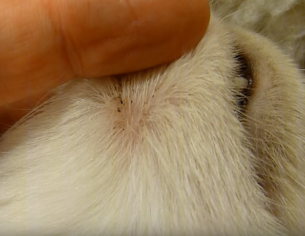 Pourquoi des taches noires apparaissent-elles sur le menton de mon chat ?
