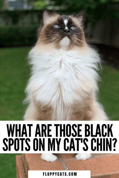Waarom verschijnen er zwarte vlekken op de kin van mijn kat?