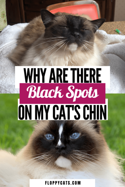 Почему у моей кошки на подбородке появляются черные пятна?