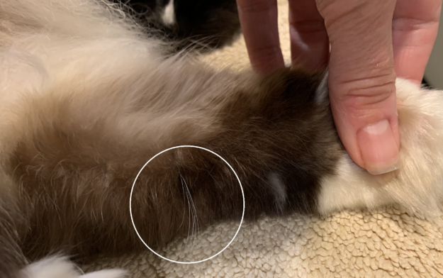 고양이에게 다리 수염이 있는 이유는 무엇입니까?