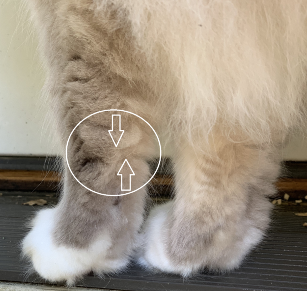 Почему у кошек есть бакенбарды на ногах?