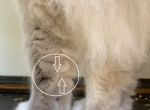 고양이에게 다리 수염이 있는 이유는 무엇입니까?