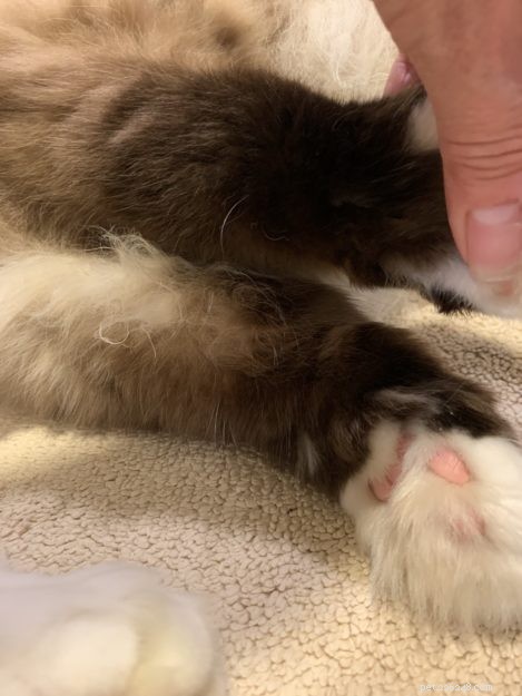 Proč mají kočky vousy na nohou?