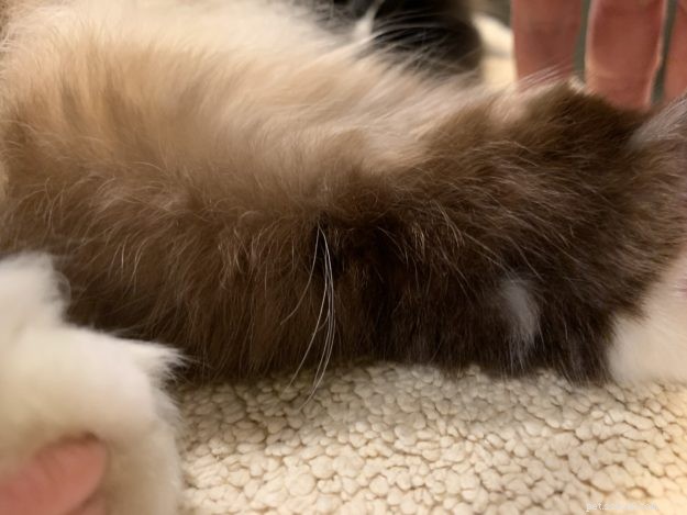 Perché i gatti hanno i baffi sulle gambe?