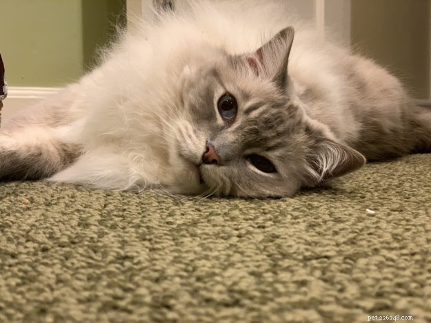 Waarom hebben katten snorharen op hun benen?