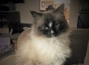 Logan – Ragdoll van de week