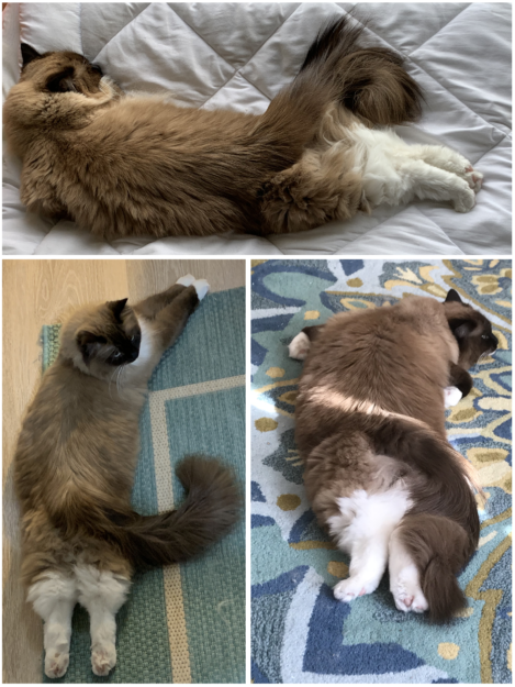 Obrázky koukajících se koček:Kočky ležící na břiše s roztaženýma nohama