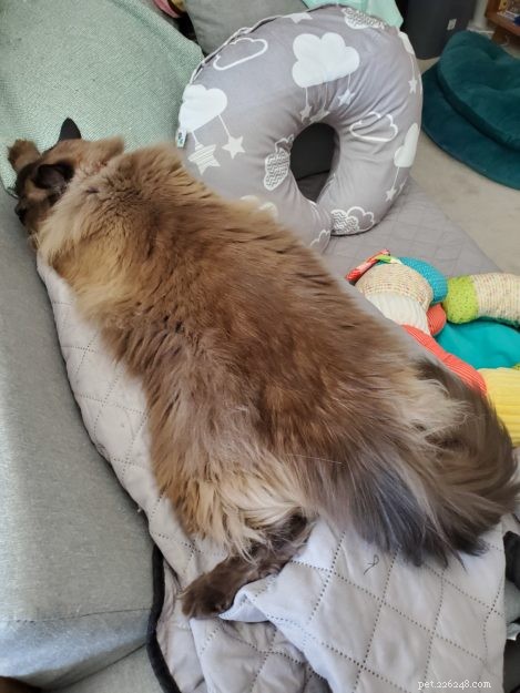 猫が芽生えている写真：足を伸ばして胃に横臥している猫 