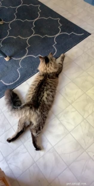 Fotos de gatos brincando:gatos deitados de barriga para baixo com as pernas para fora