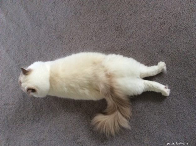 猫が芽生えている写真：足を伸ばして胃に横臥している猫 