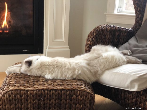 Photos de chats qui s épanchent :chats couchés à plat ventre avec les pattes écartées