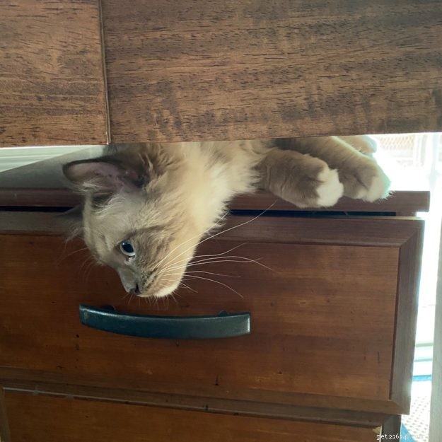 モカ–今月のラグドール子猫