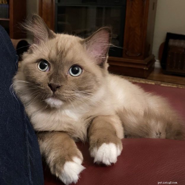 モカ–今月のラグドール子猫