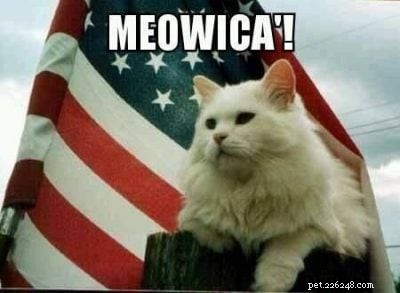 10 roliga och patriotiska kattmemes från 4 juli