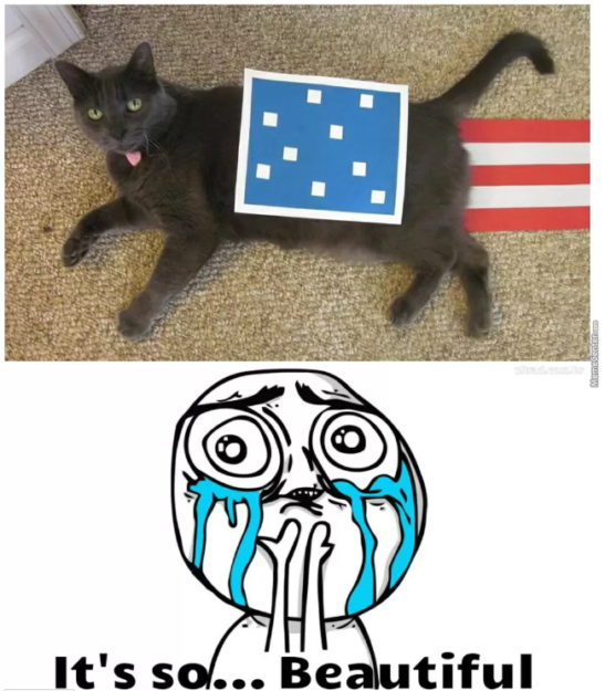 재미있고 애국적인 7월 4일 고양이 밈 10개