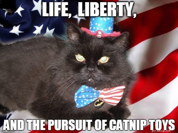 10 vtipných a vlasteneckých, kočičí memy ze 4. července