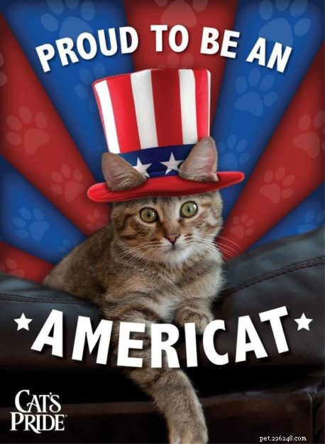 10 engraçados e patrióticos, memes de gato de 4 de julho