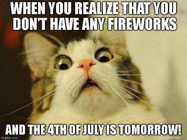 10 забавных и патриотичных кошачьих мемов, посвященных 4 июля
