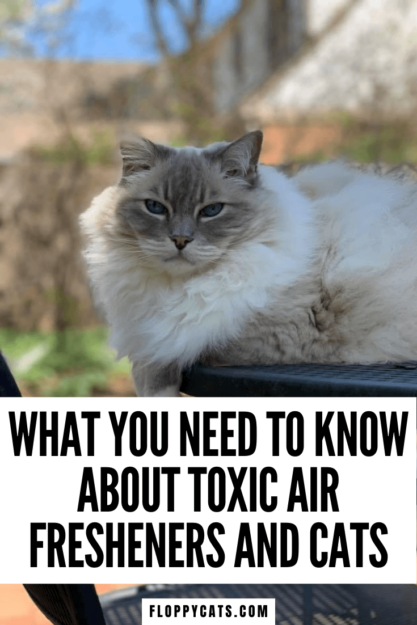 독성 공기 청정기 및 고양이