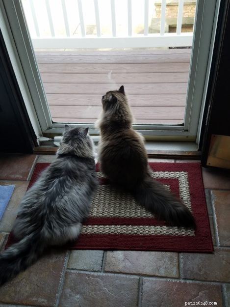 ラガマフィン猫対ラグドール猫 