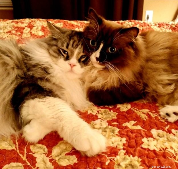 ラガマフィン猫対ラグドール猫 