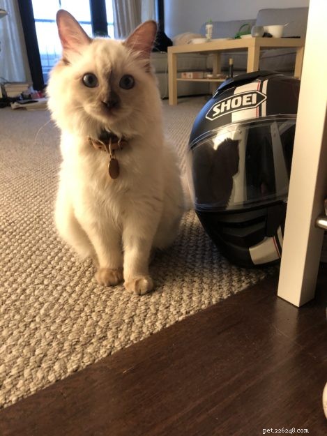 Chanel – kotě ragdoll měsíce měsíce