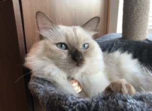 Chanel – Ragdoll Kitten of the Month