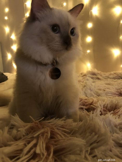 Chanel – Рэгдолл-котенок месяца