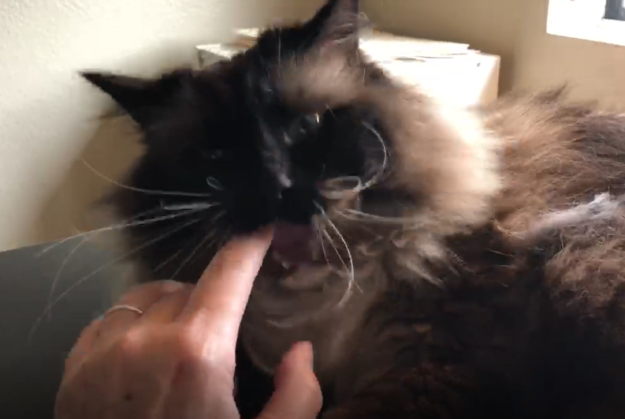 なぜあなたの猫は喉を鳴らしてからあなたを噛むのですか？ 