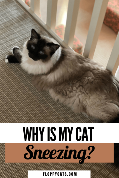 고양이가 재채기를 하는 이유는 무엇입니까?