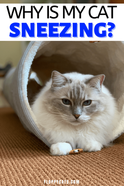 猫がくしゃみをするのはなぜですか？ 