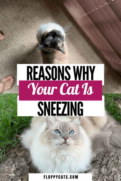 Почему моя кошка чихает?