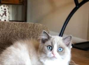 Mila – Ragdoll van de week