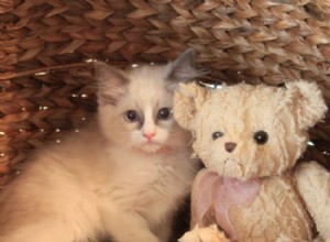 Maisie – Ragdoll van de week