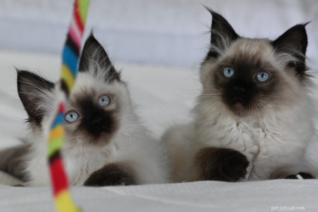 ココとジジ–今月のラグドール子猫 