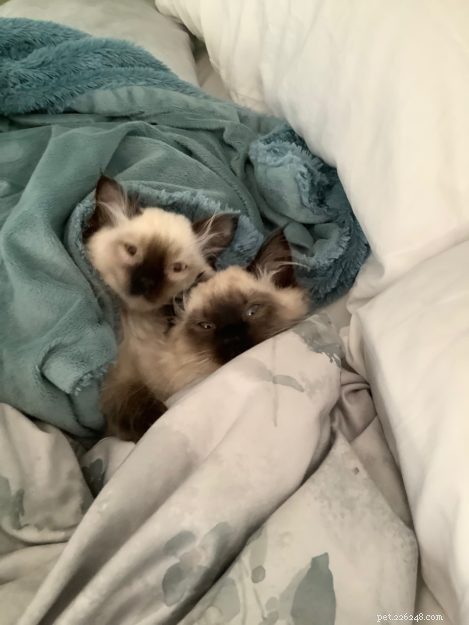 Coco en Gigi – Ragdoll Kittens of the Month