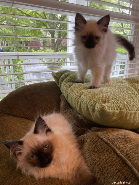 Coco och Gigi – Månadens Ragdoll-kattungar
